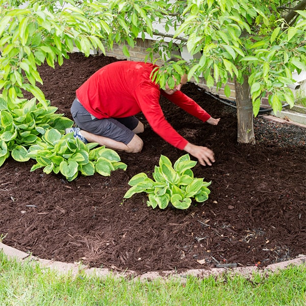 mulch installation can help nourish the soil and improve its overall health by providing essential nutrients